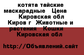 котята тайские маскарадные › Цена ­ 300 - Кировская обл., Киров г. Животные и растения » Кошки   . Кировская обл.